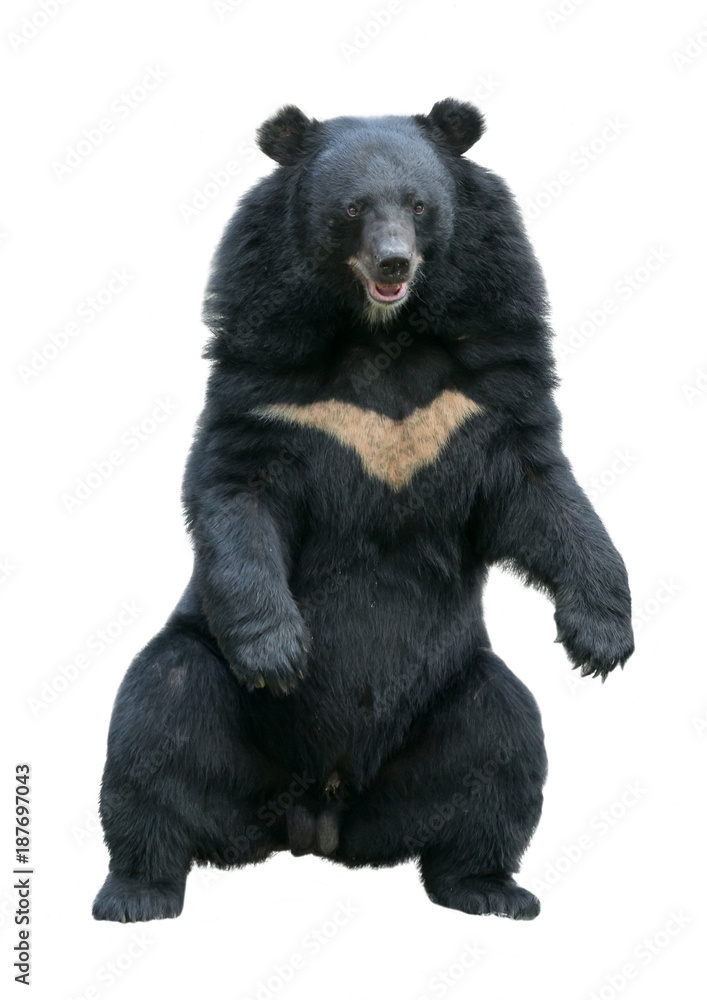 Fototapeta premium asiatic blackbear isolated on white background