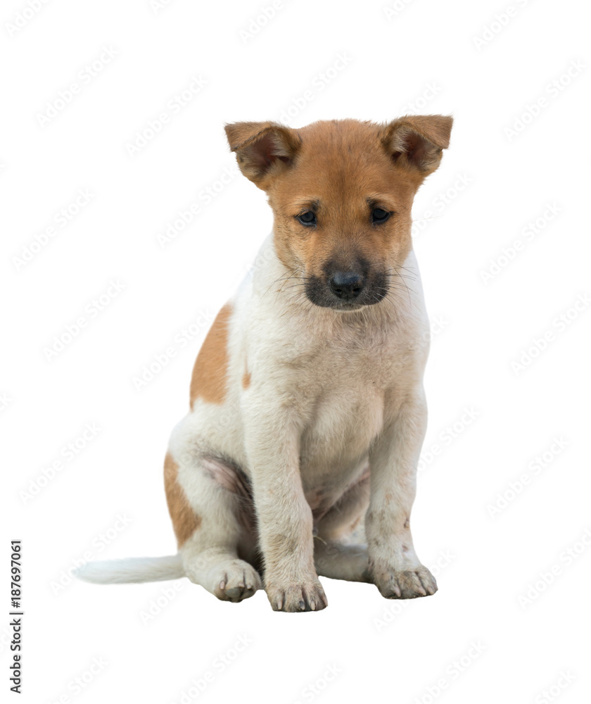 domestic thai dog isolated domestic thai dog isolated