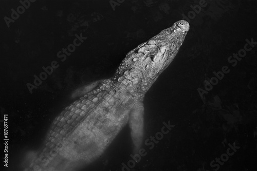Crocodile swimming / black and white photography