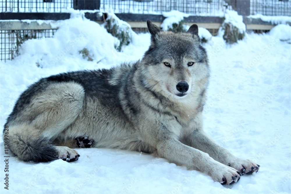 Naklejka premium 森オオカミ