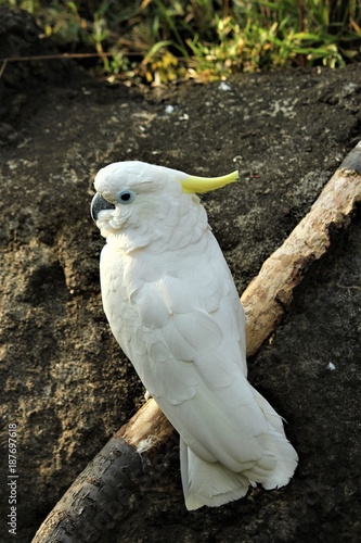 コキサカオウム