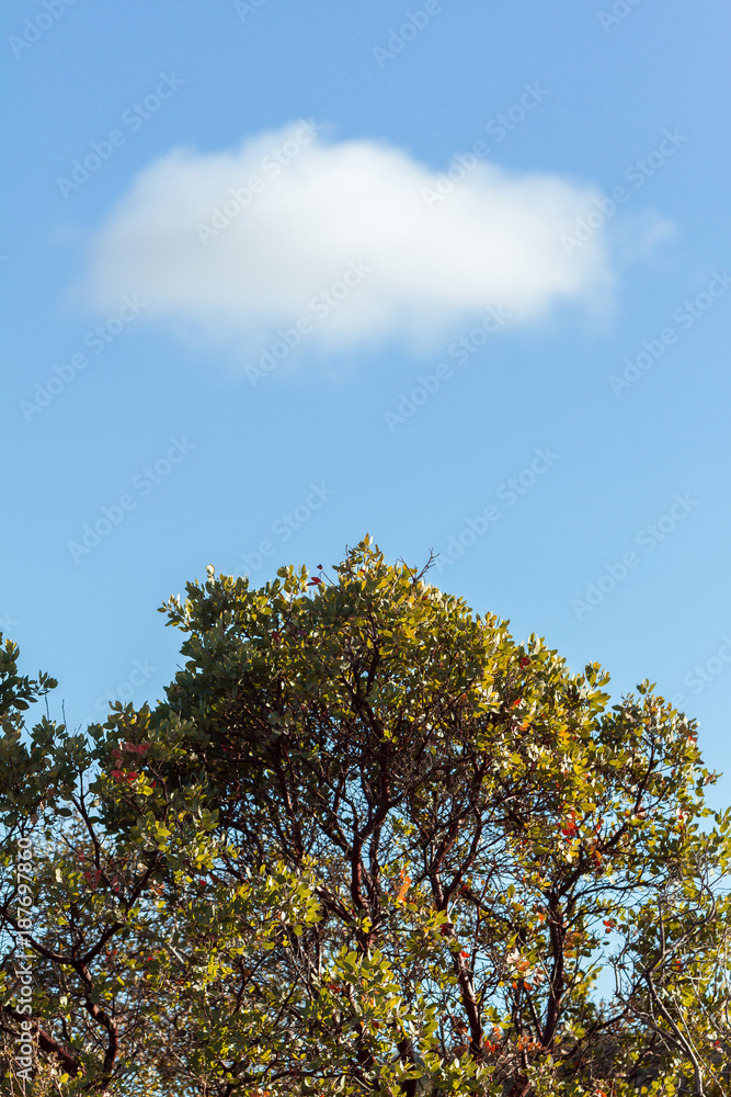 Obraz premium Cloud and Tree