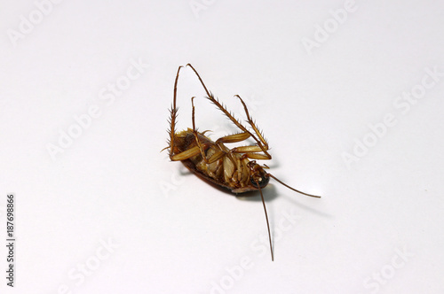 Dead cockroach, lie supine on the white background. it is a beetle like insect with long antennae and legs, have become established worldwide as pests in homes and food service establishments.
