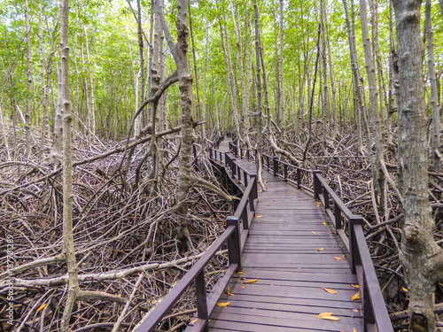 A view of the Mangrove Nature Trail walkway at Pran Buri National Forest Park - Hua Hin  Thailand