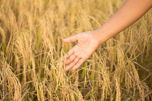 farmer hand with rice field. subject is blurred.