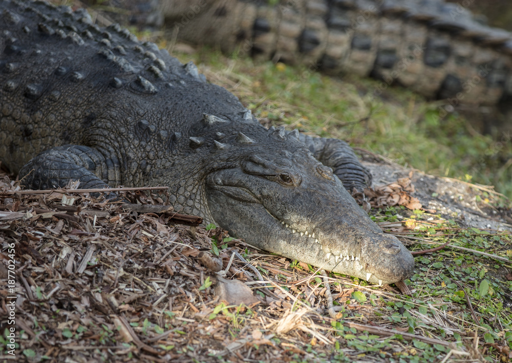 Obraz premium american crocodile suns on the banks of florida everglades