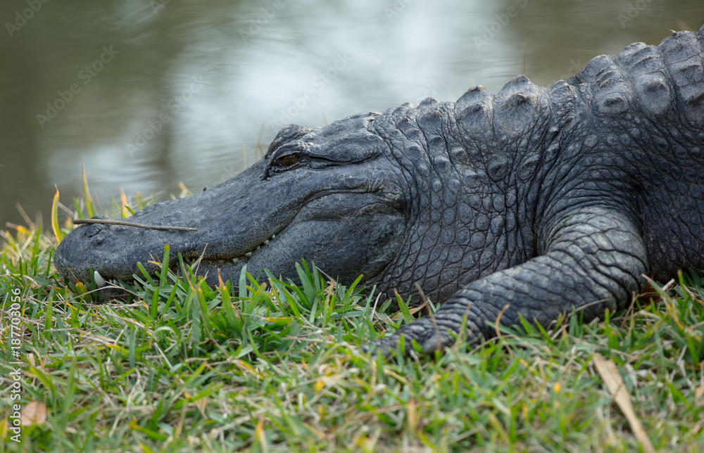 Obraz premium massive alligator smiles for camera