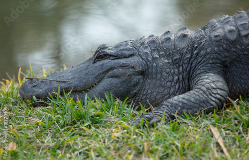 massive alligator smiles for camera