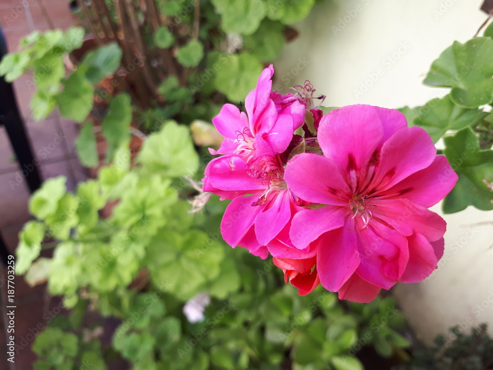 Fototapeta premium Flor en mi jardin
