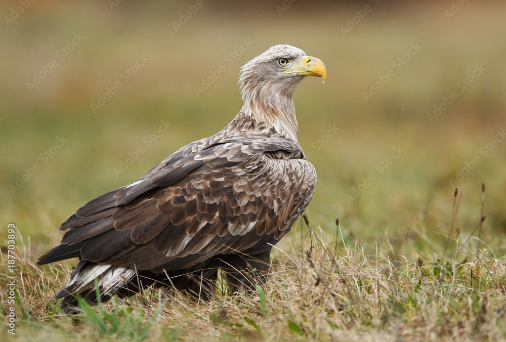 White tailed eagle (Haliaeetus albicilla) White tailed eagle (Haliaeetus albicilla)