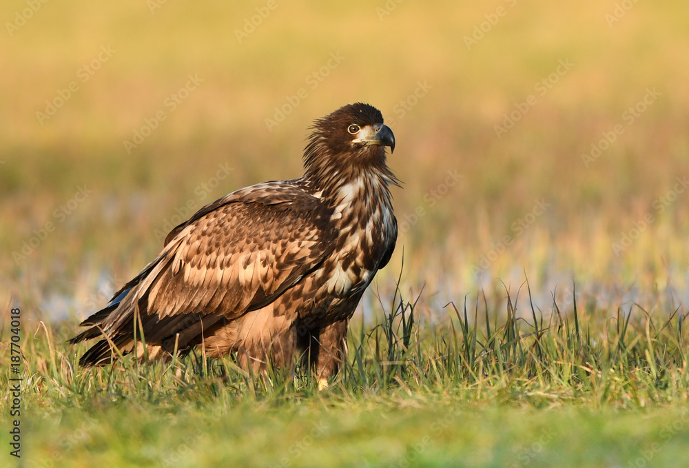 White tailed eagle (Haliaeetus albicilla) White tailed eagle (Haliaeetus albicilla)
