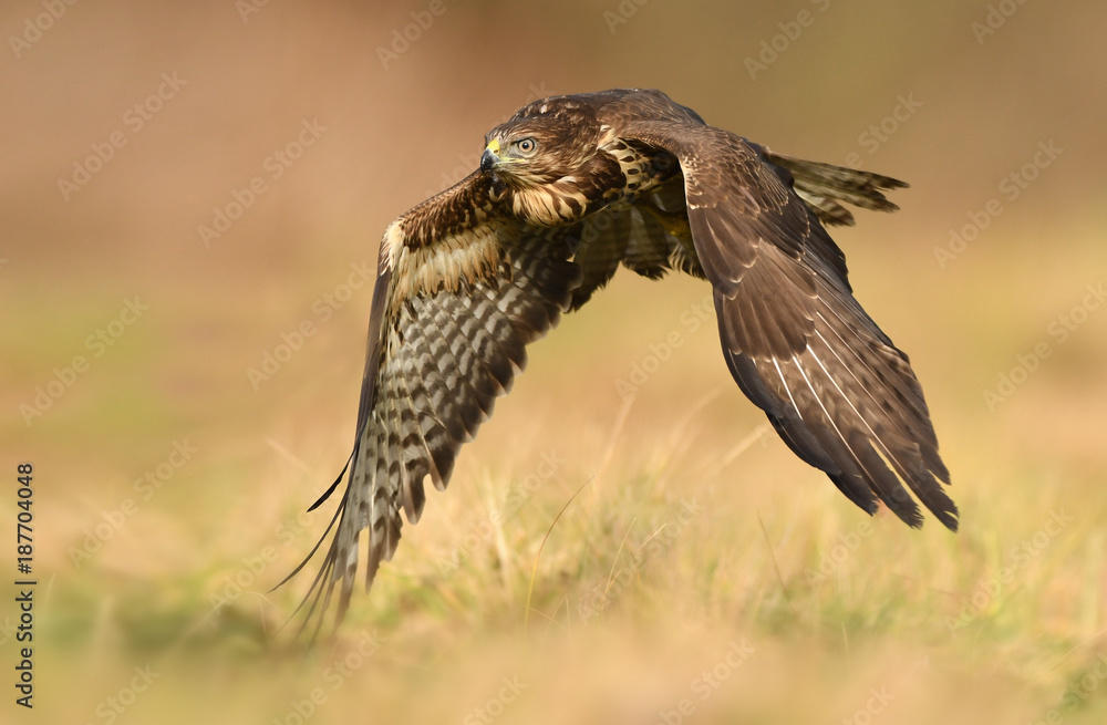 Fototapeta premium Common buzzard (Buteo buteo)