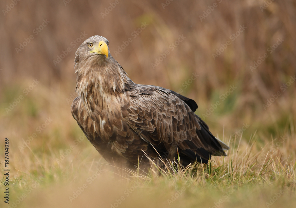 White tailed eagle (Haliaeetus albicilla) White tailed eagle (Haliaeetus albicilla)