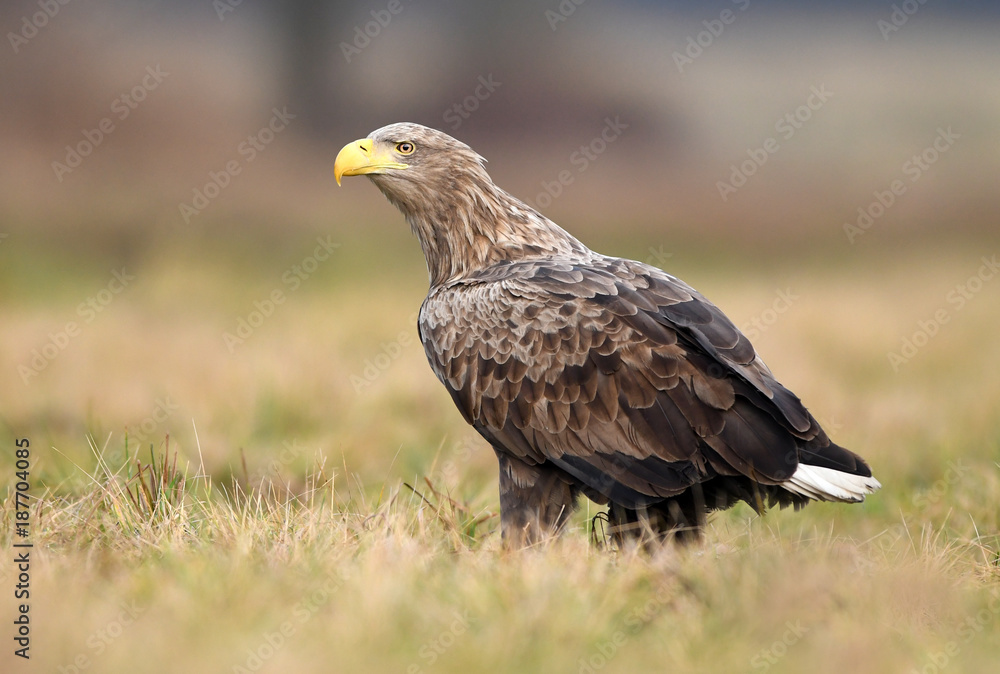 White tailed eagle (Haliaeetus albicilla) White tailed eagle (Haliaeetus albicilla)