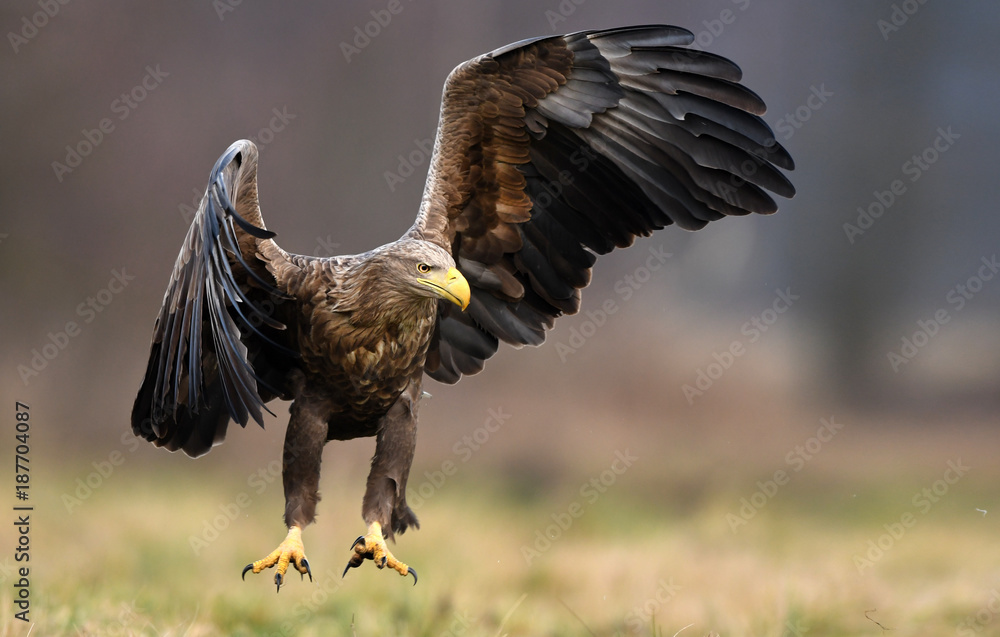 Fototapeta premium White tailed eagle (Haliaeetus albicilla)