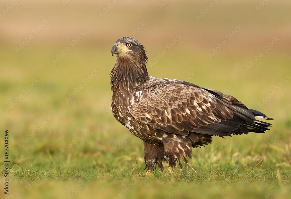 White tailed eagle (Haliaeetus albicilla) White tailed eagle (Haliaeetus albicilla)