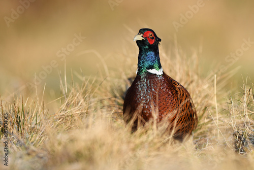 Ringneck Pheasant (Phasianus colchicus)