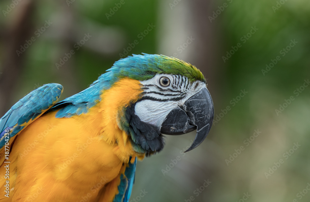 Obraz premium vibrant macaw profile close up