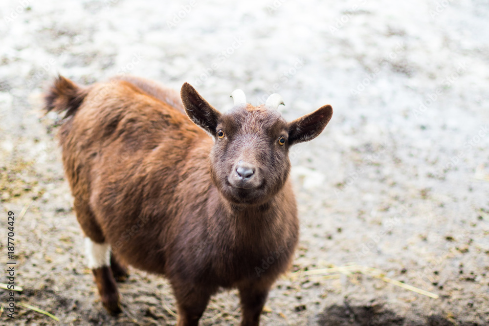 Pony size smiling goat curiously looking at the camera.