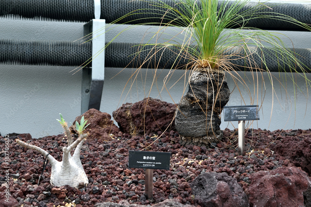 サボテン ブラックボーイ グラスツリー Stock Photo Adobe Stock