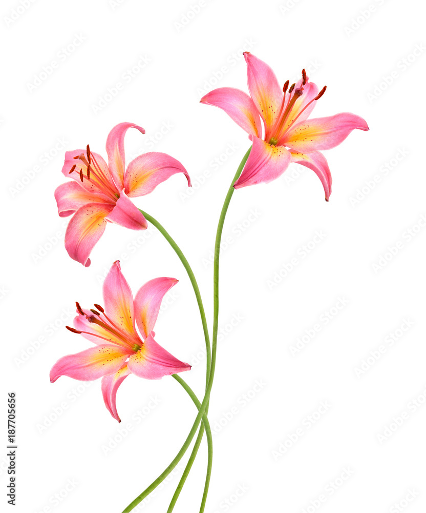Three pink lily flowers. Isolated on white background Three pink lily flowers. Isolated on white background