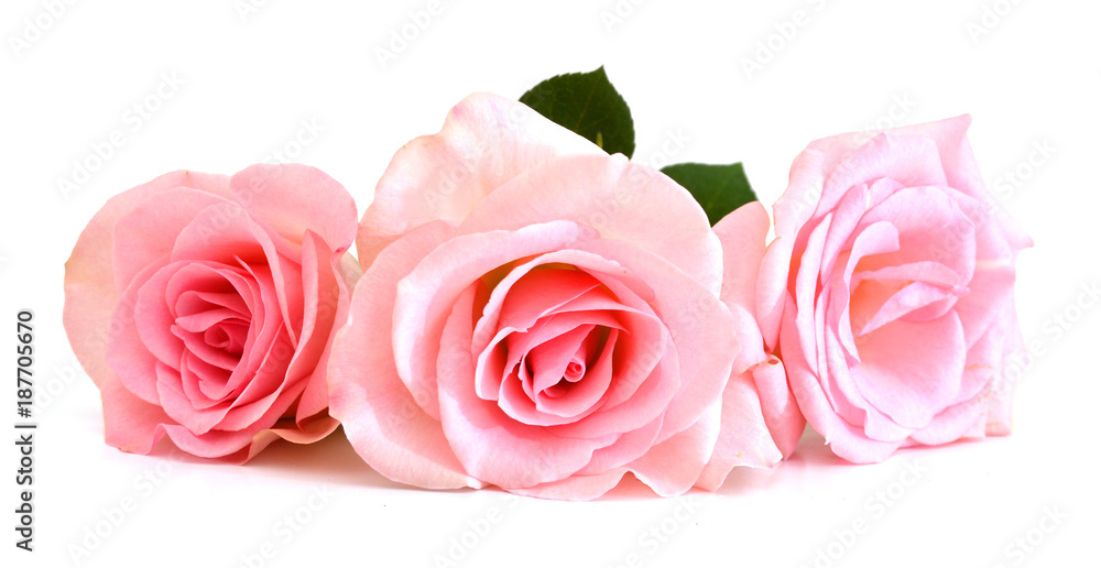 Bunch of pink roses isolated on white