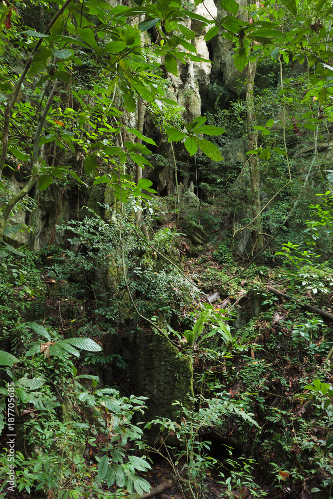 Stone cliff in lush rainforest Stone cliff in lush rainforest