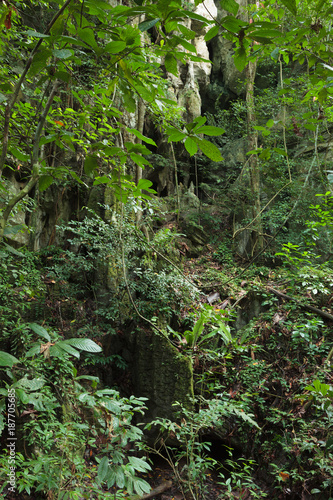 Stone cliff in lush rainforest