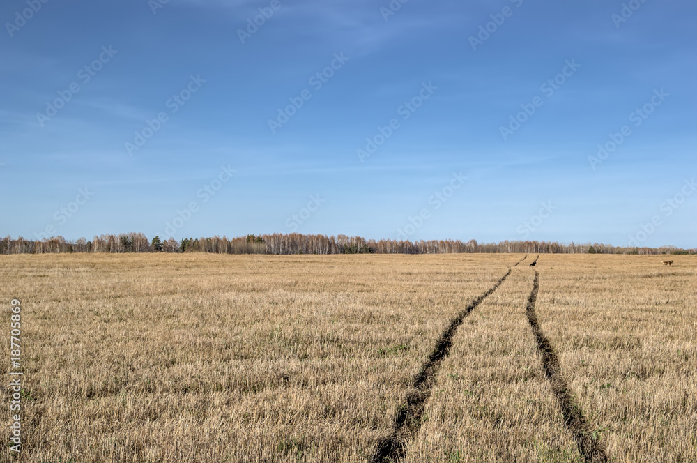 Autumn landscape yellow field with