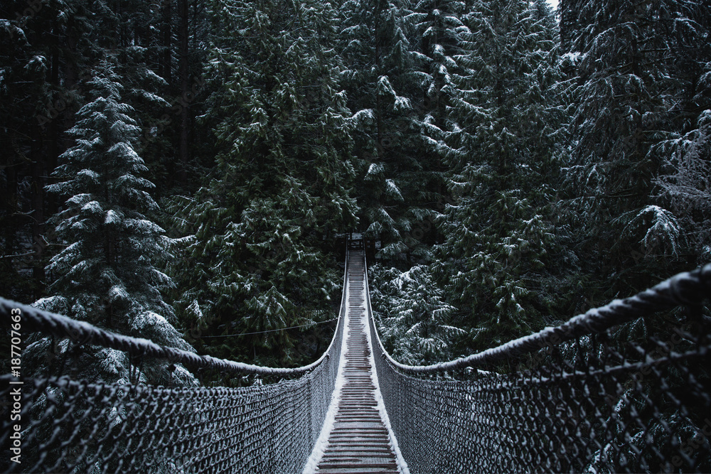 Suspension bridge in the forest. Evergreen. Vancouver nature. Winter snow. Pacific north west. Nature. Vancouver landscape. - obrazy, fototapety, plakaty 