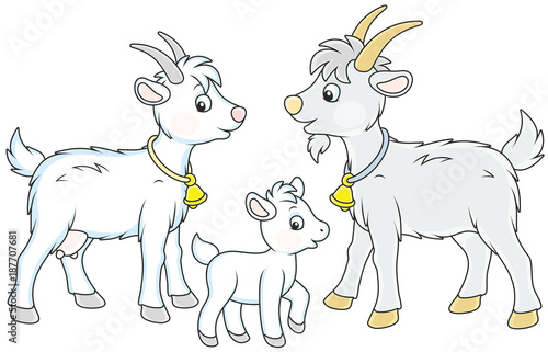 A small white kid  a goat and a he-goat  a vector illustration in funny cartoon style