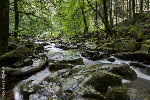 Waldfluss © EinBlick