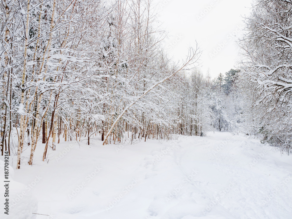 Winter natural background with trees under the snow. Rural landscape. Winter natural background with trees under the snow. Rural landscape.