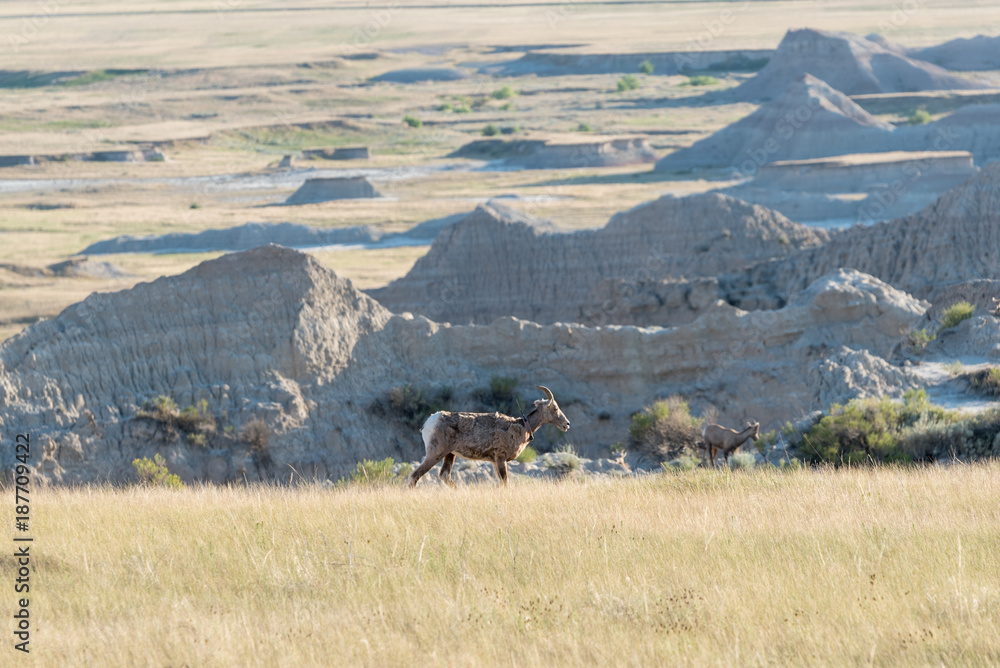 Obraz premium A Mountain Goat in its natural setting