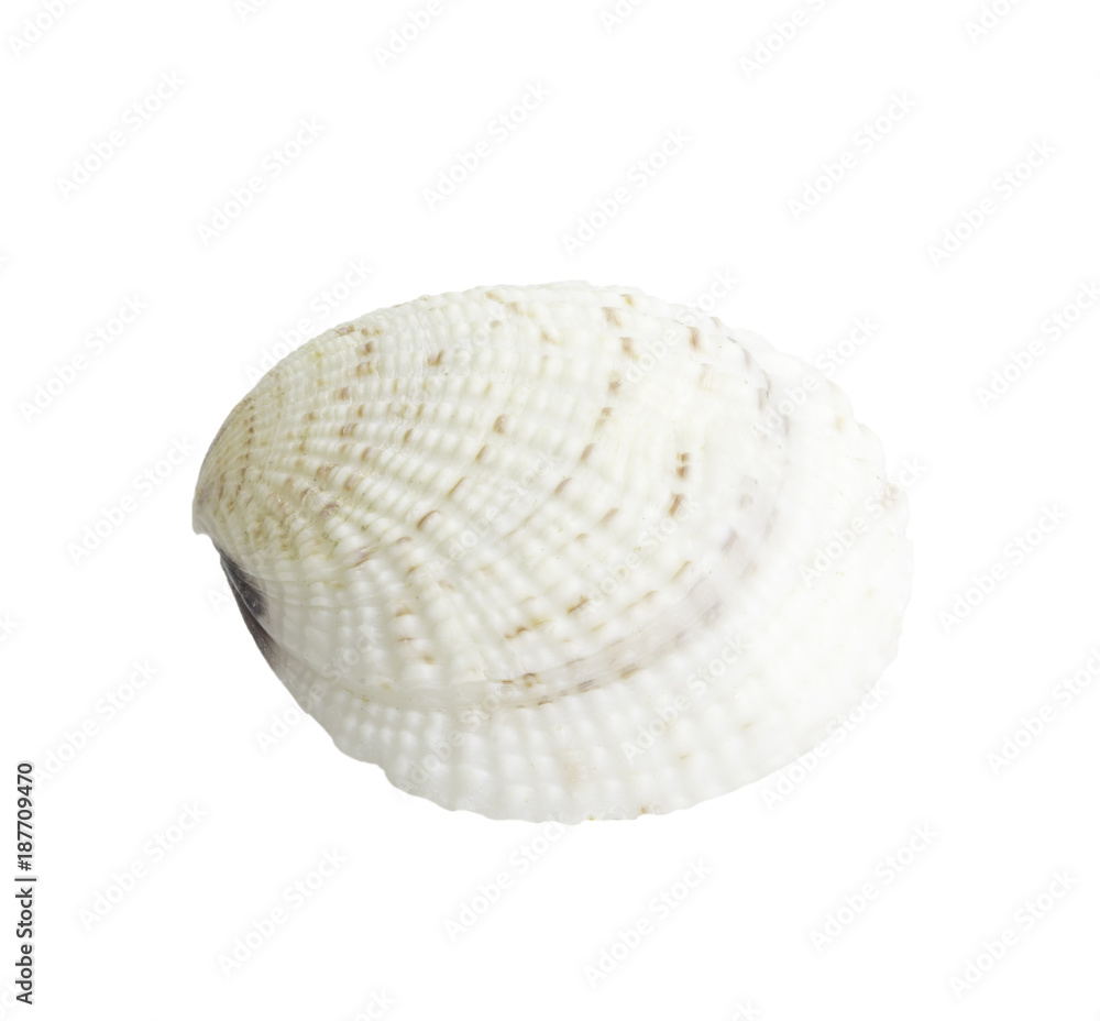 Scallop seashell isolated on white Scallop seashell isolated on white