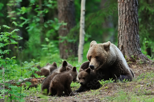 Brown bear with cubs. Bear family.