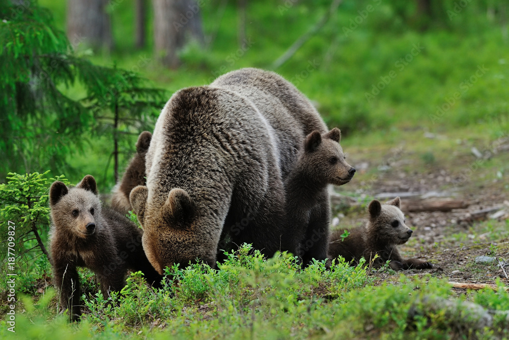 Fototapeta premium Brown bear cubs with mother bear. Bear cubs with parent. Bear family.