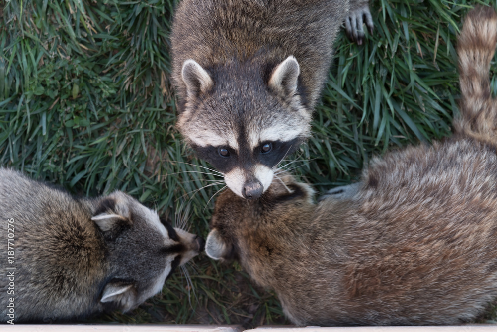 Fototapeta premium Racoons playing in their natural setting