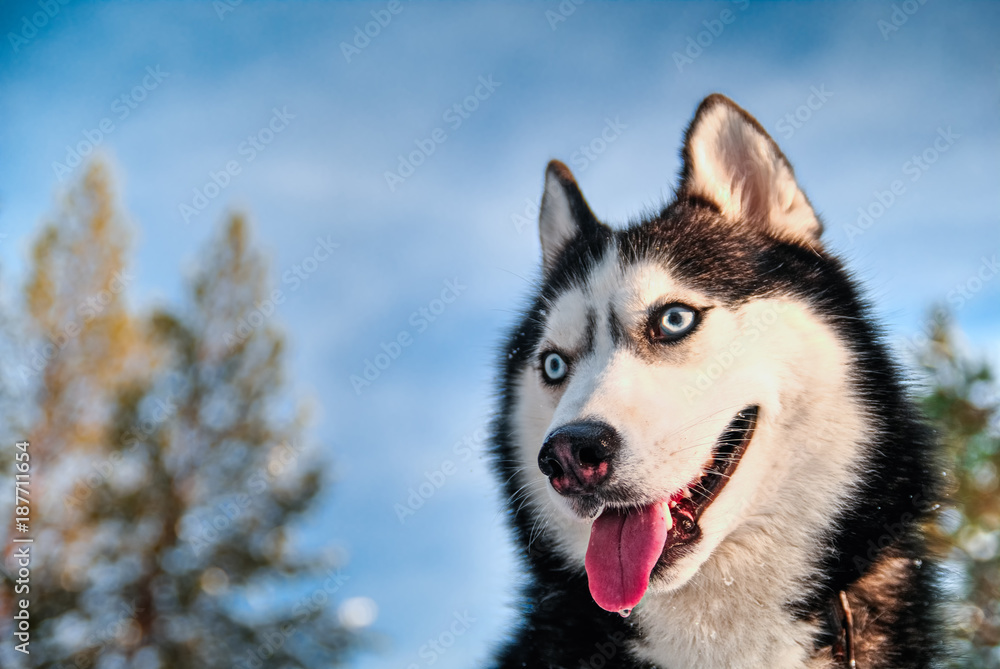 Portrait of Siberian husky on