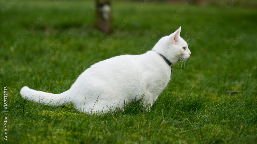 A cat on the hunt in the grass. A cat just before the attack A cat on the hunt in the grass. A cat just before the attack