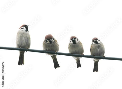 funny friendly little birds sitting on a wire on white sky background