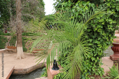 Coconut palm trees in a summer day