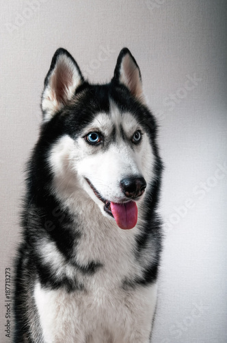 Fototapeta Naklejka Na Ścianę i Meble -  Portrait of a husky dog.