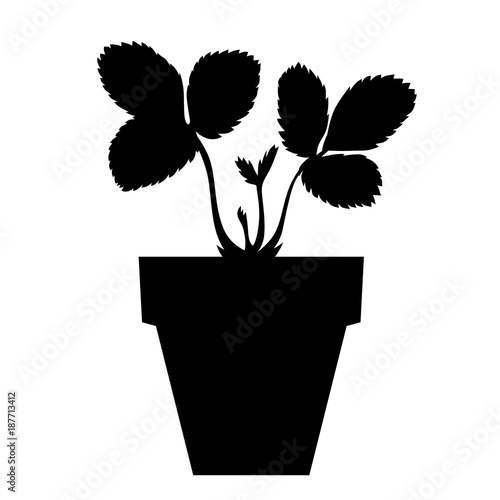Strawberries seedling in pot