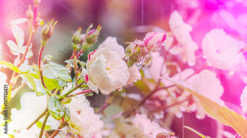 beautiful rose  flower after rain with drops of dew with Ultraviolet filter color Soft Focus