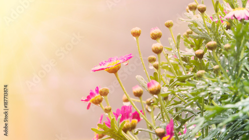 pink chrysanthemum flower after rain with drops of dew with Ultraviolet filter color Soft Focus