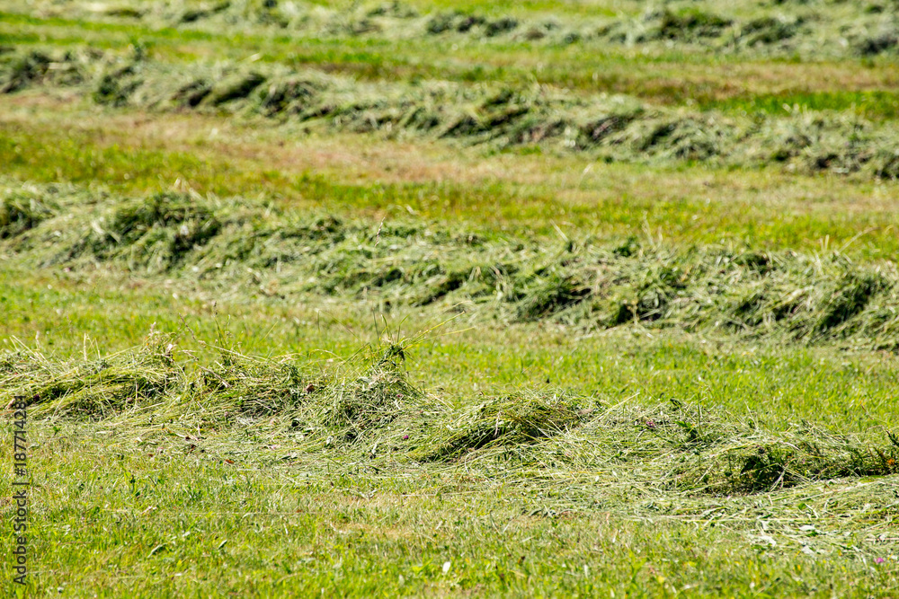 Line of mowing grass Line of mowing grass