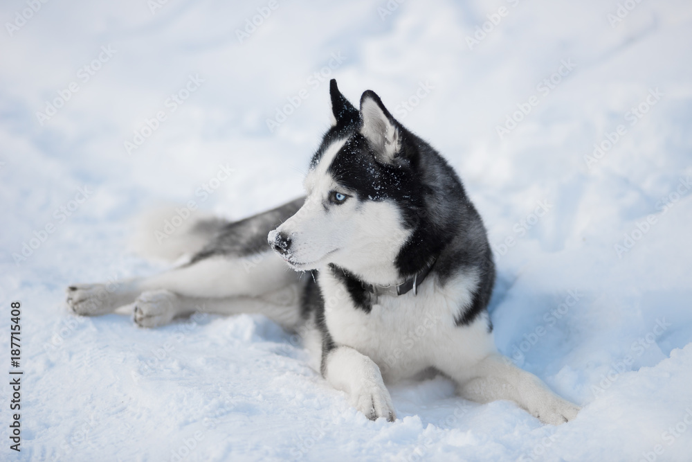 Siberian Husky dog black and white colour with blue eyes in winter on the snow. A pedigreed purebred dog