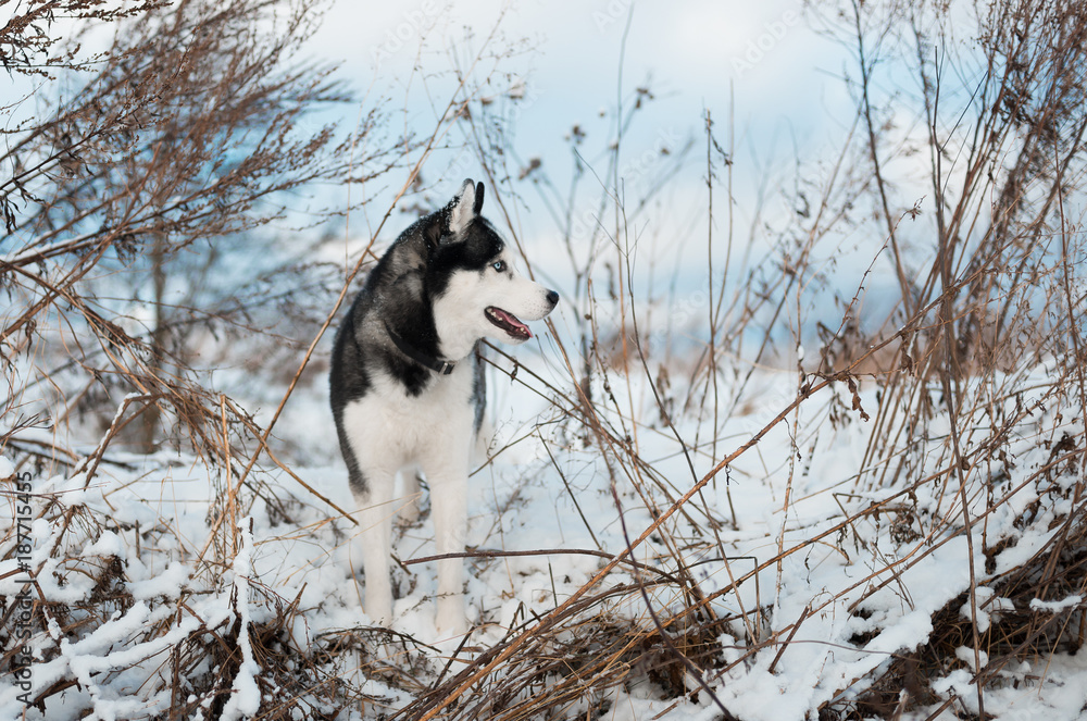 Portrait of Siberian Husky black and white colour with blue eyes outdoors in winter. A pedigreed purebred dog