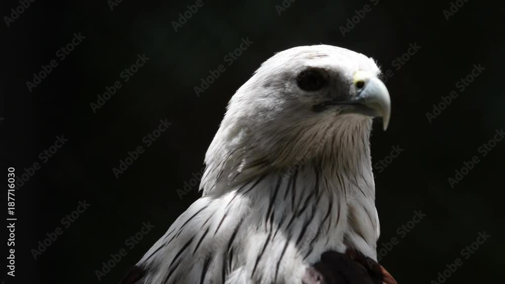 Close up head of Brahminy Kite with black background Close up head of Brahminy Kite with black background